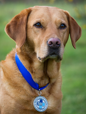 Daisy with Blue Cross Medal