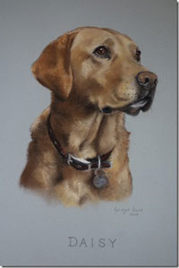 Portrait of Cancer Detection Dog Daisy