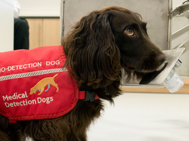How Can Dogs Detect Cancer How Can Dogs Detect Cancer