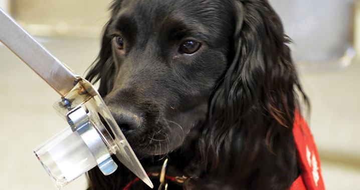Can Dogs Detect Cancer In Their Owners Can Dogs Detect Cancer In Their Owners