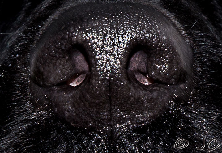 Blood From Dog S Nose Blood From Dog S Nose