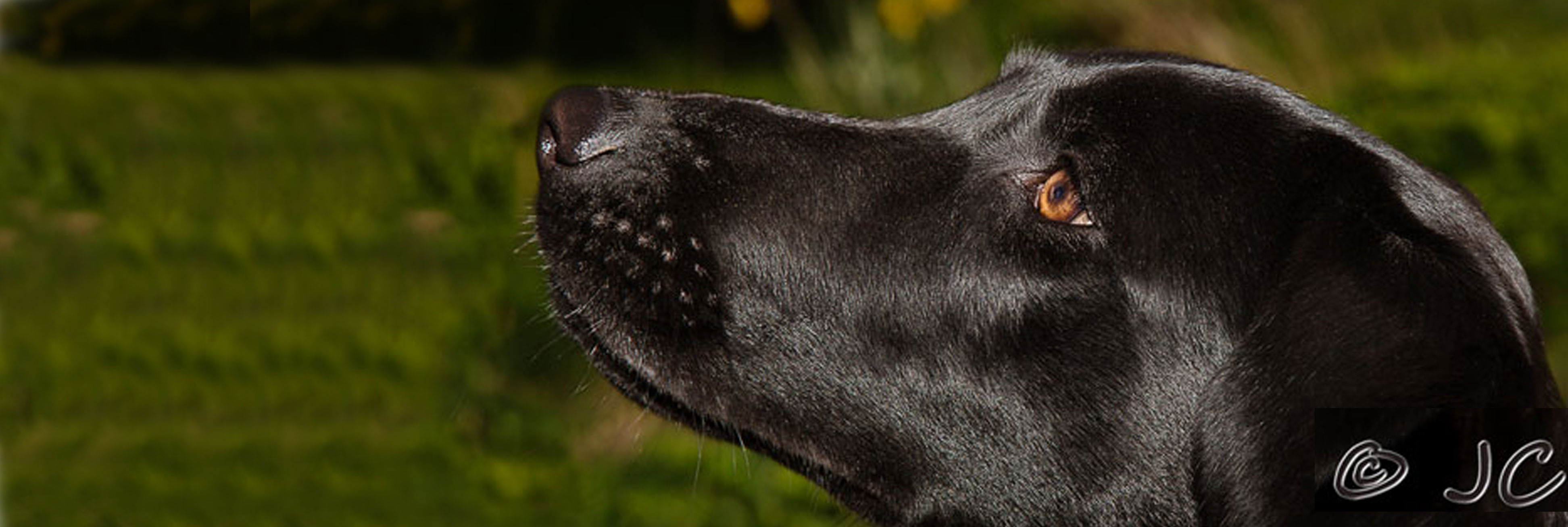 puppy nose the s nose detection dogs puppy nose the s nose detection dogs