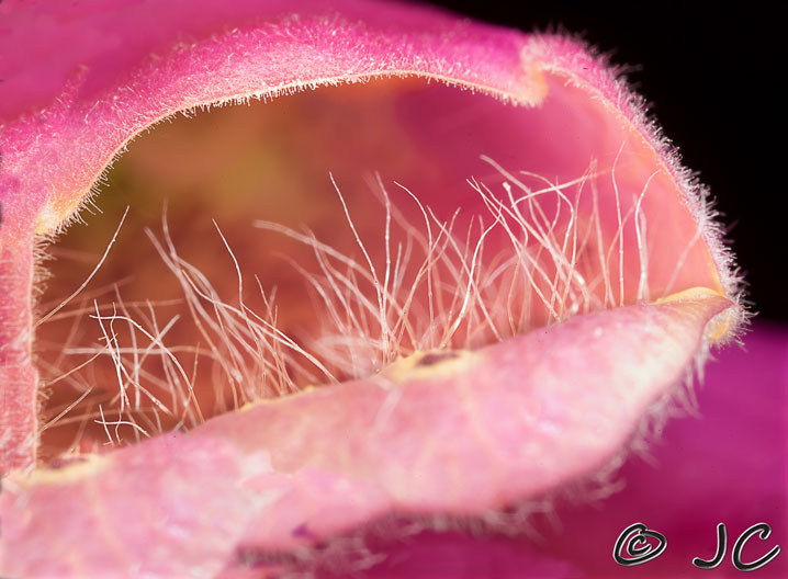 ‘cilia’ in a Foxglove