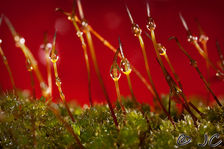 ‘Cilia’ with attached ‘mucus droplets