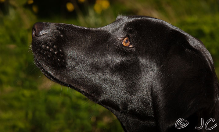 dog snout