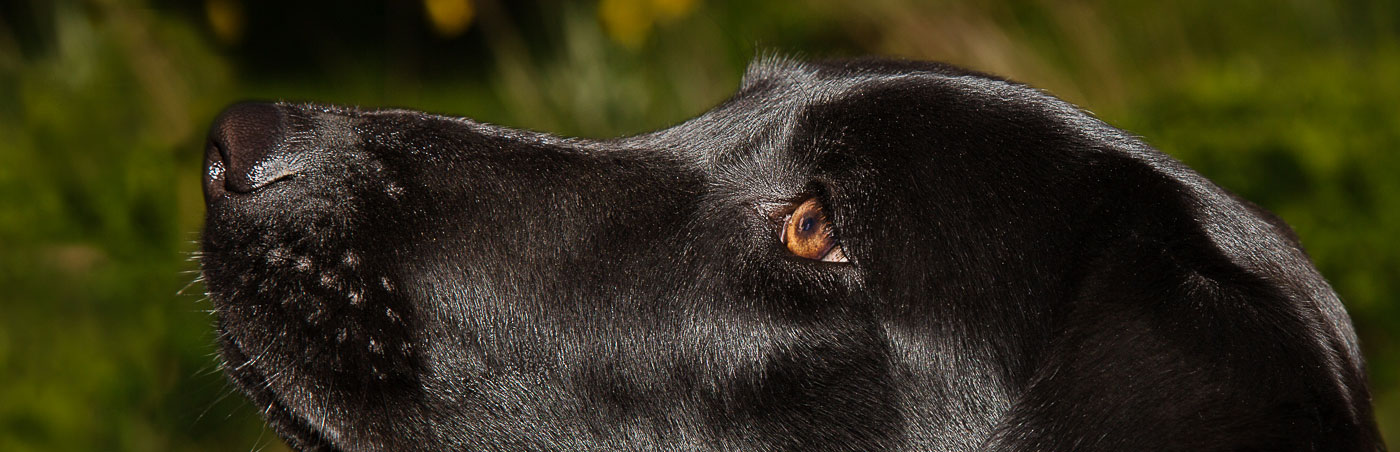 The Dog's Nose - Photography by Julia Cleaver