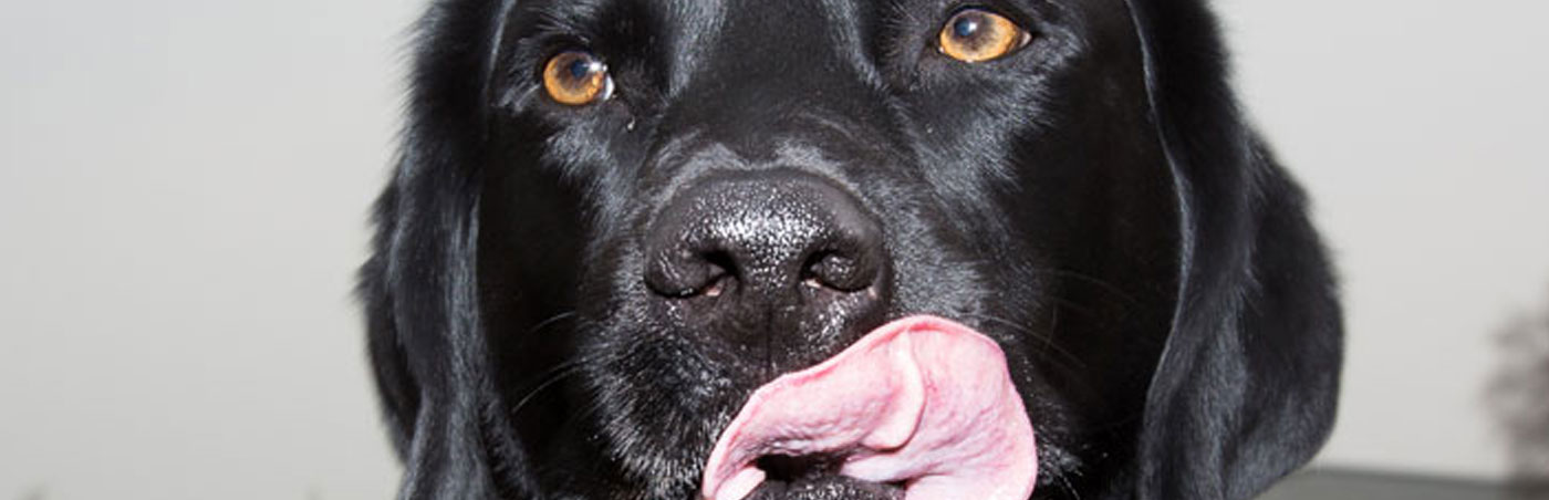 Dog licking nose