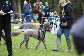 Dogs Day Out