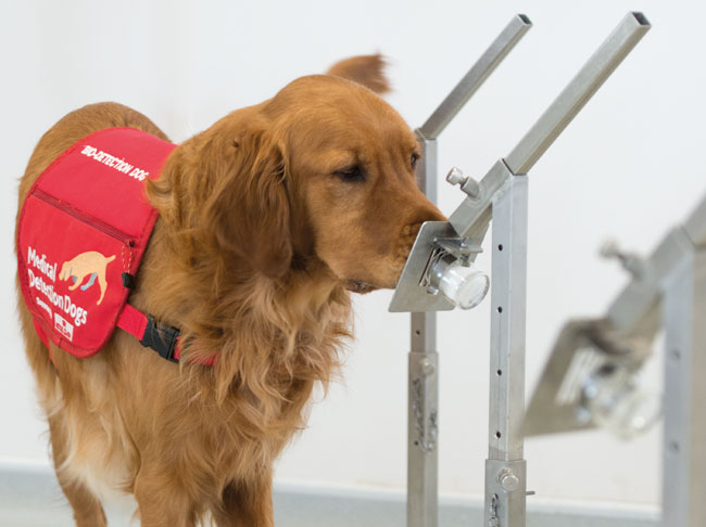 Bio Detection Dogs