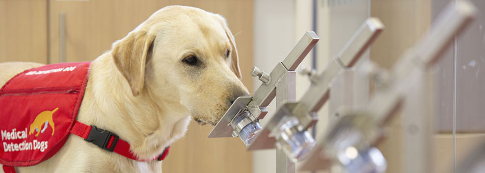 Bio Detection Dog Storm