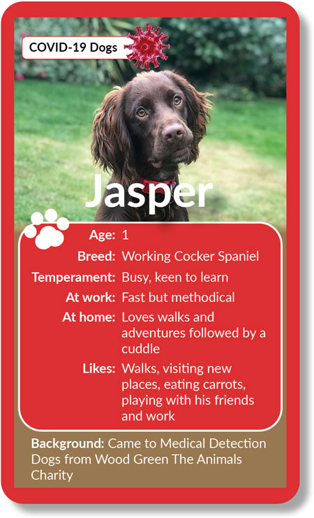 Meet Jasper Jasper