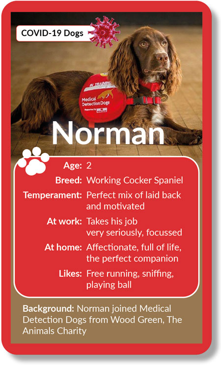 Meet Norman Norman