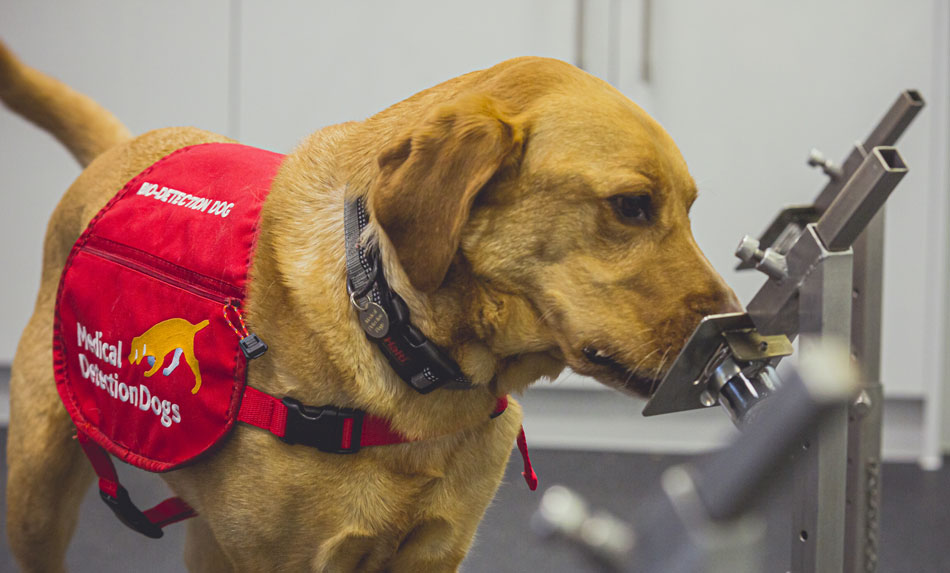 Covid-19 Detection Dog Kyp