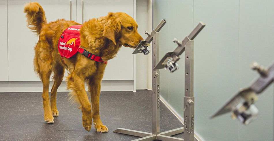 COVID-19 Detection Dog Millie