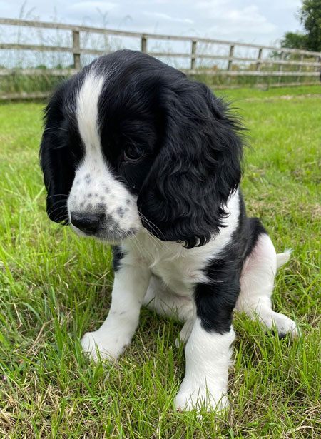 herbert_950px Ernie