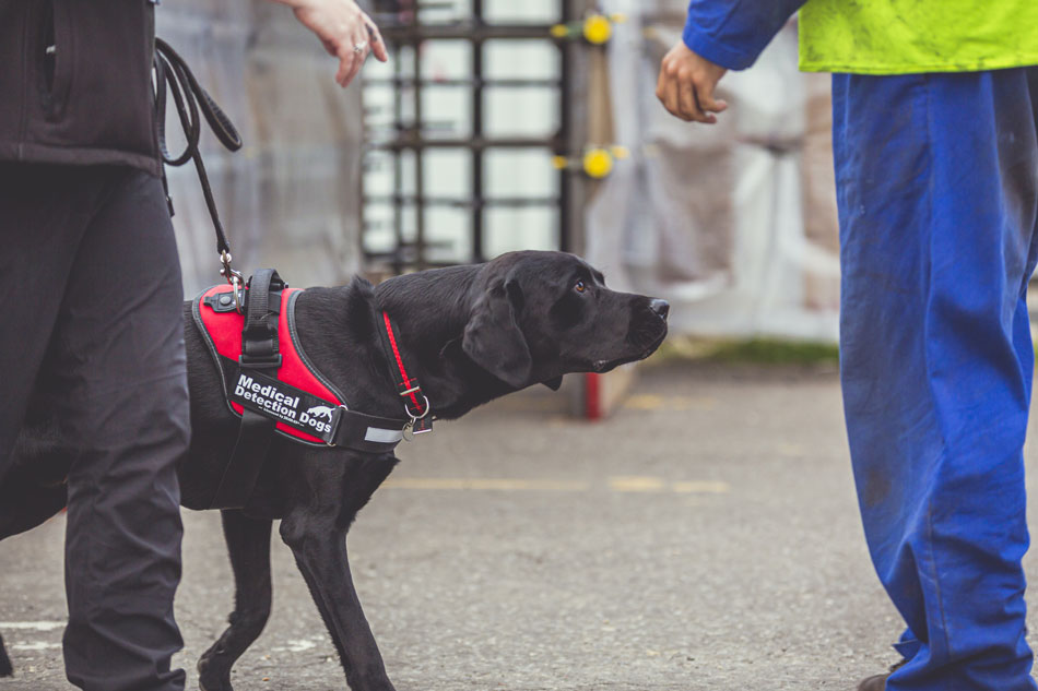 Covid-19 Detection Dog Kyp