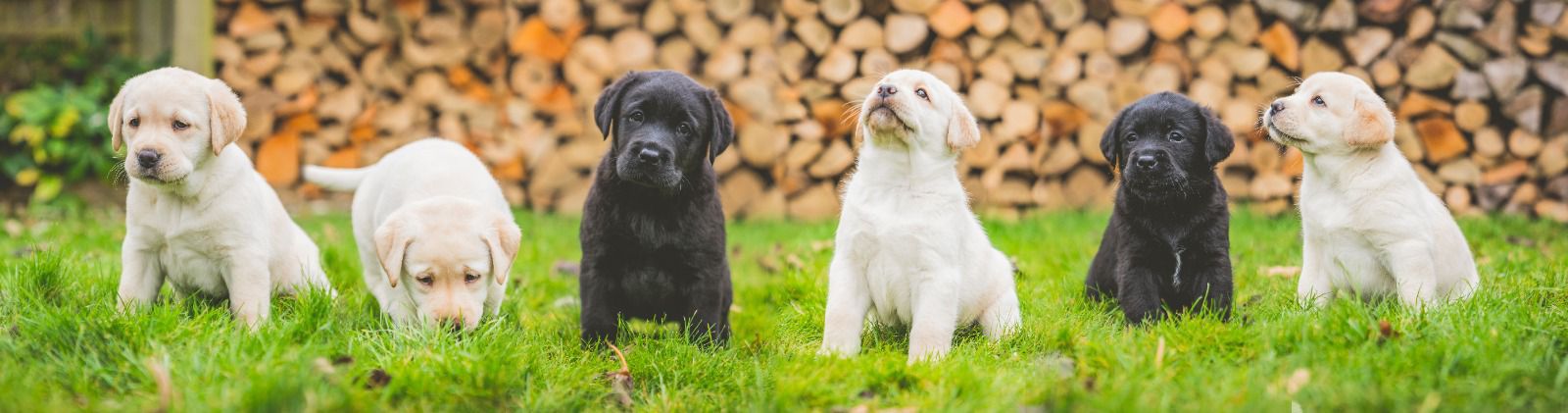 Puppies group shot