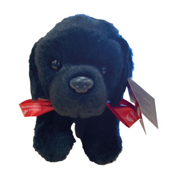 Toy Dog - Black