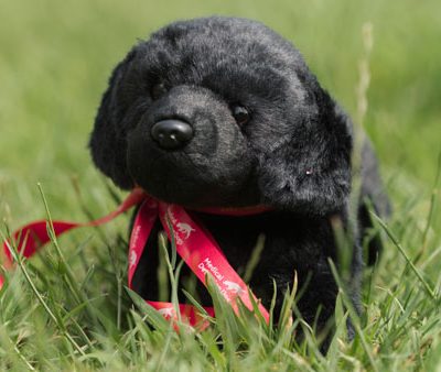 Toy Dog - Black