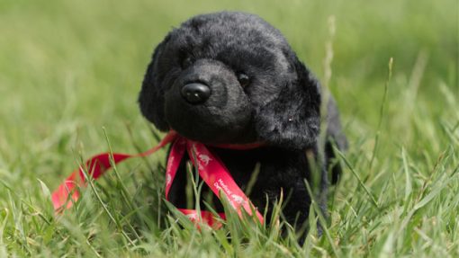 Toy Dog - Black