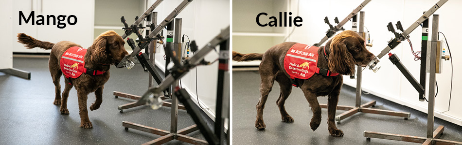 mango callie bowel