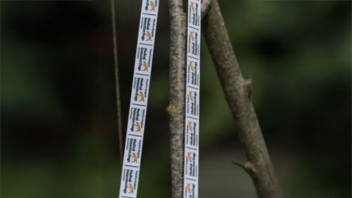 Lanyard